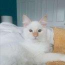 구름위의고양이 이미지