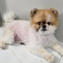 어서오시개 이미지