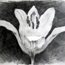 데생 중급 이미지