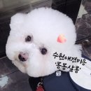 몽몽살롱 반려견 미용실 이미지