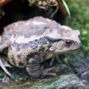 금두꺼비 이미지