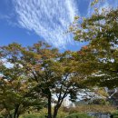 마로니에길 | 울산 문수경기장 마로니에길 | 문수축구경기장 단풍명소, 울산 가을산책 코스 추천