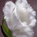 바디 인사이드 이미지