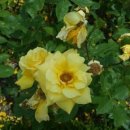 장미꽃사이로 이미지