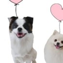 화원연합동물병원 이미지