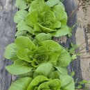 알이 하우스 이미지