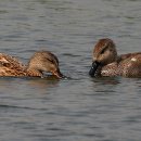 시를 쓰는 오리 이미지