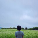 메밀마을 | [제주]5월 제주 가볼만한 곳으로 추천드리는 와흘리 메밀마을 후기