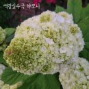 수국이 수국수국 이미지