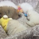 둥이