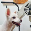 두리애견용품 이미지