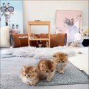 캣스토리 이미지