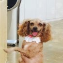 왈왈애견미용샵 이미지