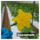 동포초 병설유치원 이미지