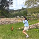 라벤더(LAVENDA) | 마요르카 손 비스코스 Agroturismo Son Viscos 내돈내산 후기 (업그레이드 받음)