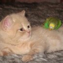 예쁜강쥐 이미지