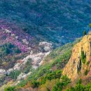 진달래식당 이미지