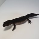 인터렙타일 이미지