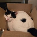 피부엔 | 고양이 오버그루밍 영양제 추천! "불안 행동엔 질켄, 피부엔 이것" 3주 변화 후기