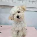 다정한 개아빠 | 수영구애견미용 &#39;다정한개아빠&#39;에서 건빵이 때 빼고 광낸 후기!