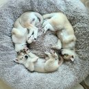 콜드베이켄넬 이미지