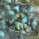 다슬기,올갱이해장국 이미지