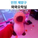 와와오락실 | 계산택지 와와오락실 인형뽑기｜계양구 인기 뽑기샵 솔직 후기
