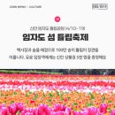 튤립