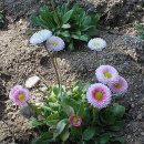 소리나무(주) 이미지