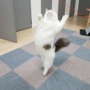 고양이호텔 묘랑묘랑 이미지