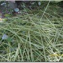 솔바람오토캠핑장 이미지