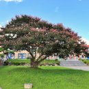 유등초등학교 이미지