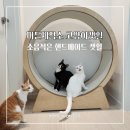 소음적은 고양이캣휠 추천 머든제작소캣휠
