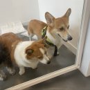 멍멍캐슬 이미지