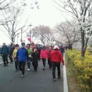 중랑천변 동대문구 벚꽃축제 및 걷기대회 이미지