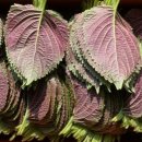 서진농장 이미지