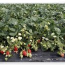 효자농장 이미지