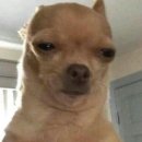 양치기소녀 이미지