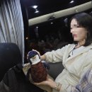 코우스짐 | 🇦🇺호주 7일차: 퍼핑빌리 레일웨이, 필립 아일랜드