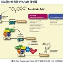 고중성지방혈증 치료제, 페노피브레이트 리피딜슈프라정 160mg 이미지