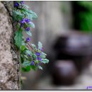 금창초등학교 이미지