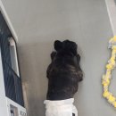 뽀뽀뽀하개 이미지