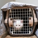 고양이 미용& 호텔 우연히, 캣 네이버블로그