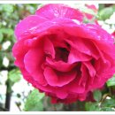 개운한날 이미지