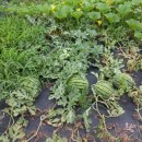 디딤돌농장 이미지