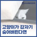 정직한동물의료센터 | 고양이 갑자기 숨는 이유 — 아플 때 나타나는 행동 신호 - 수원 동물병원 정직한동물의료센터
