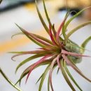 실내 관엽식물 종류 15가지, 미세먼지 제거에 최고 - 1 이미지