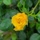 장미농장 이미지