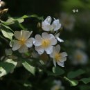 안성장의 이미지