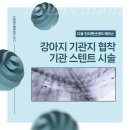 석 동물병원 | 부산 경남 강아지 기관 스텐트 수술 동물병원 후기, 강아지 기침 원인 기관지 협착증